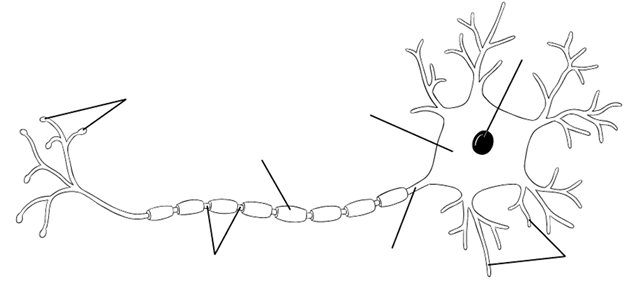 neuron diagram unlabeled