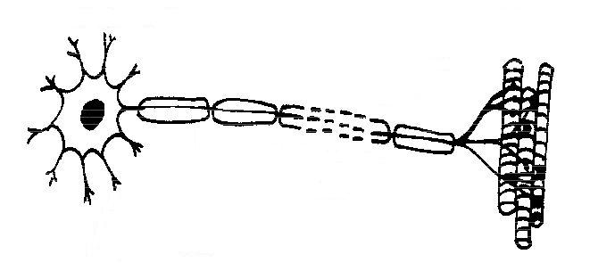 neuron diagram unlabeled