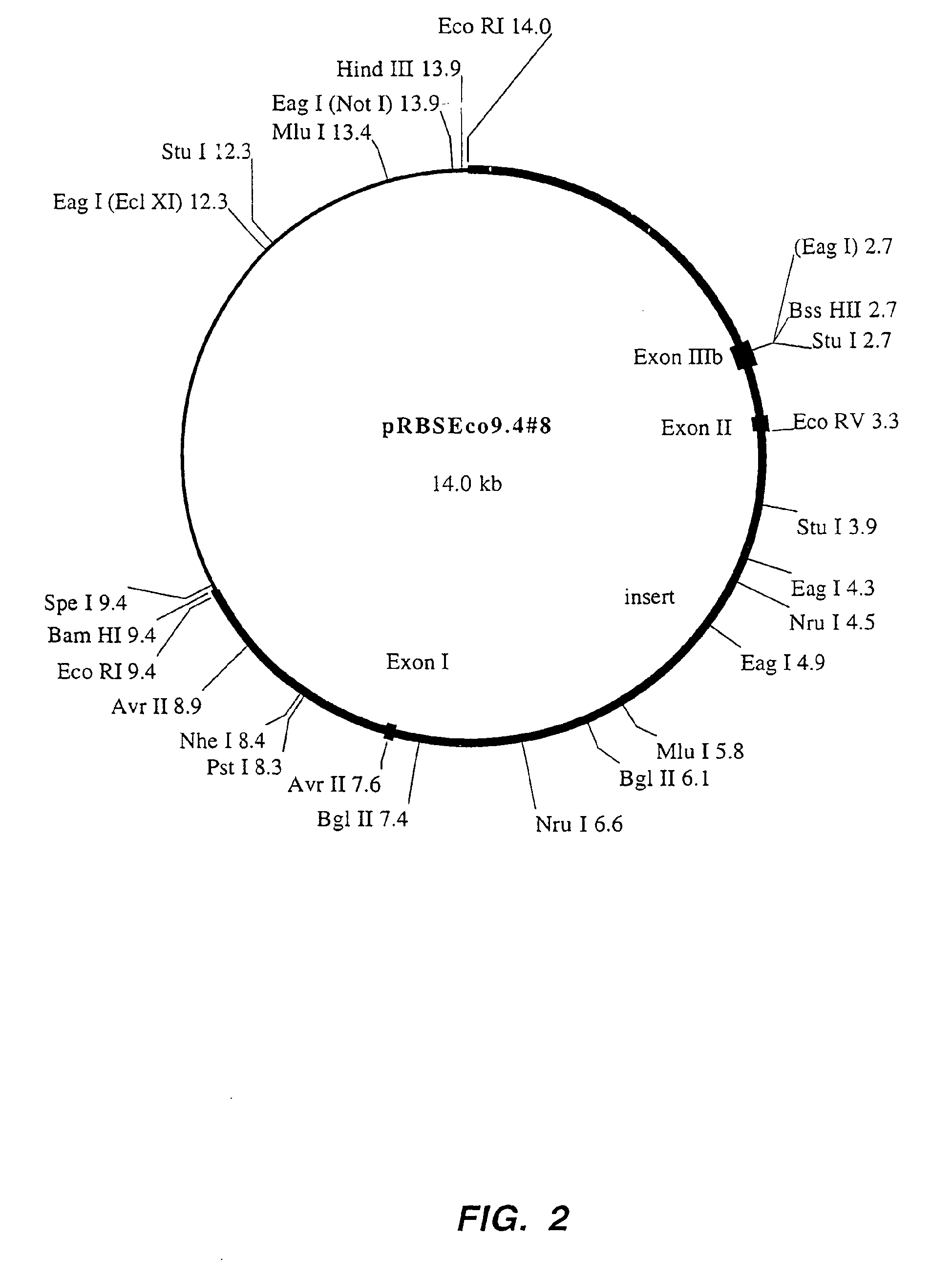 neuron diagram unlabeled