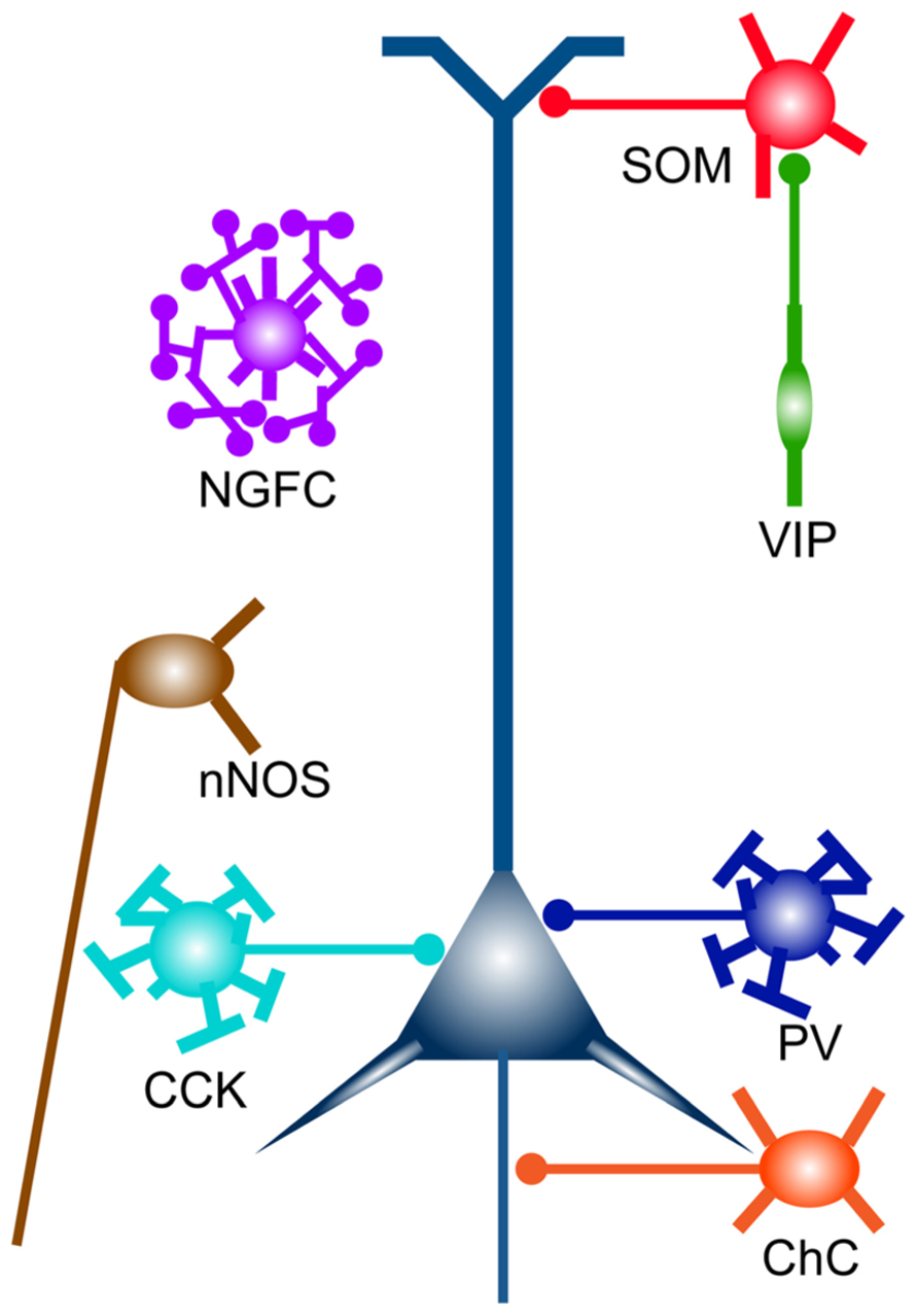 neuron diagram unlabeled