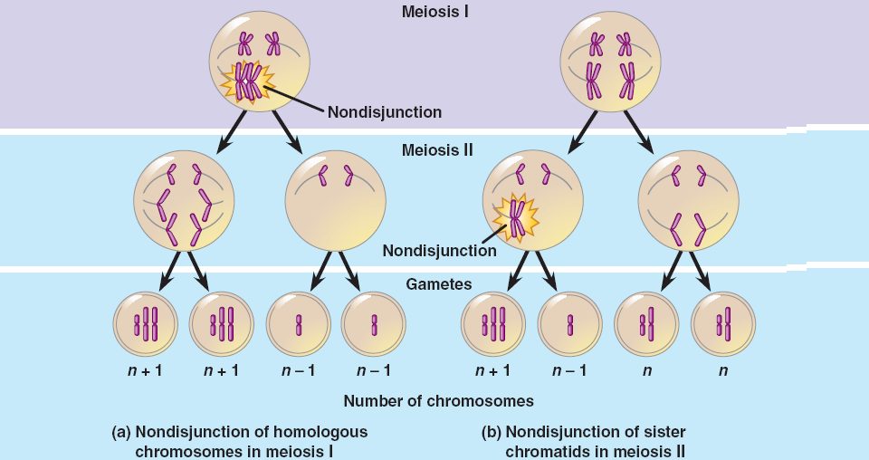 nondisjunction diagram