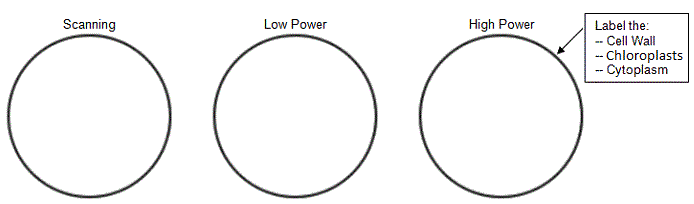 onion epidermal cell labeled diagram