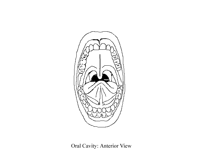 oral cavity diagram unlabeled