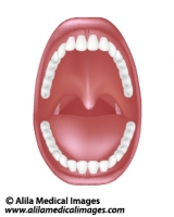 oral cavity diagram unlabeled