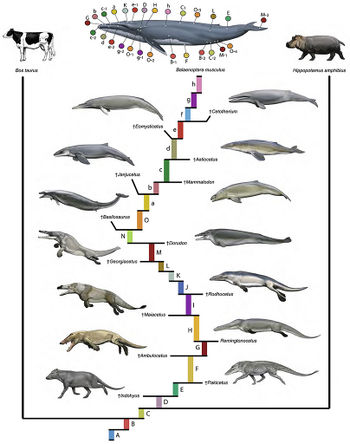 orca whale diagram