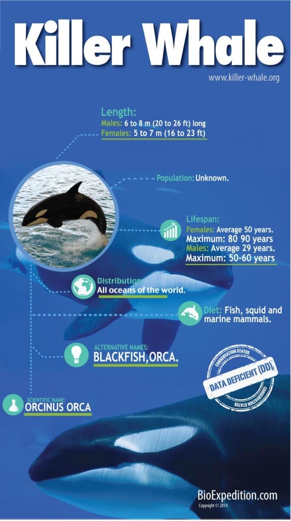 orca whale diagram
