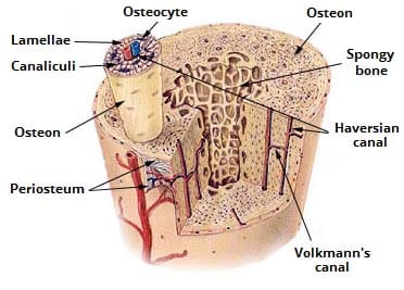 osseous tissue diagram