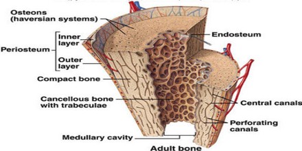 osseous tissue diagram