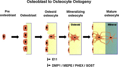 osteocyte diagram