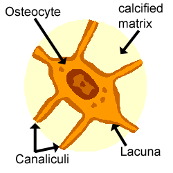osteocyte diagram