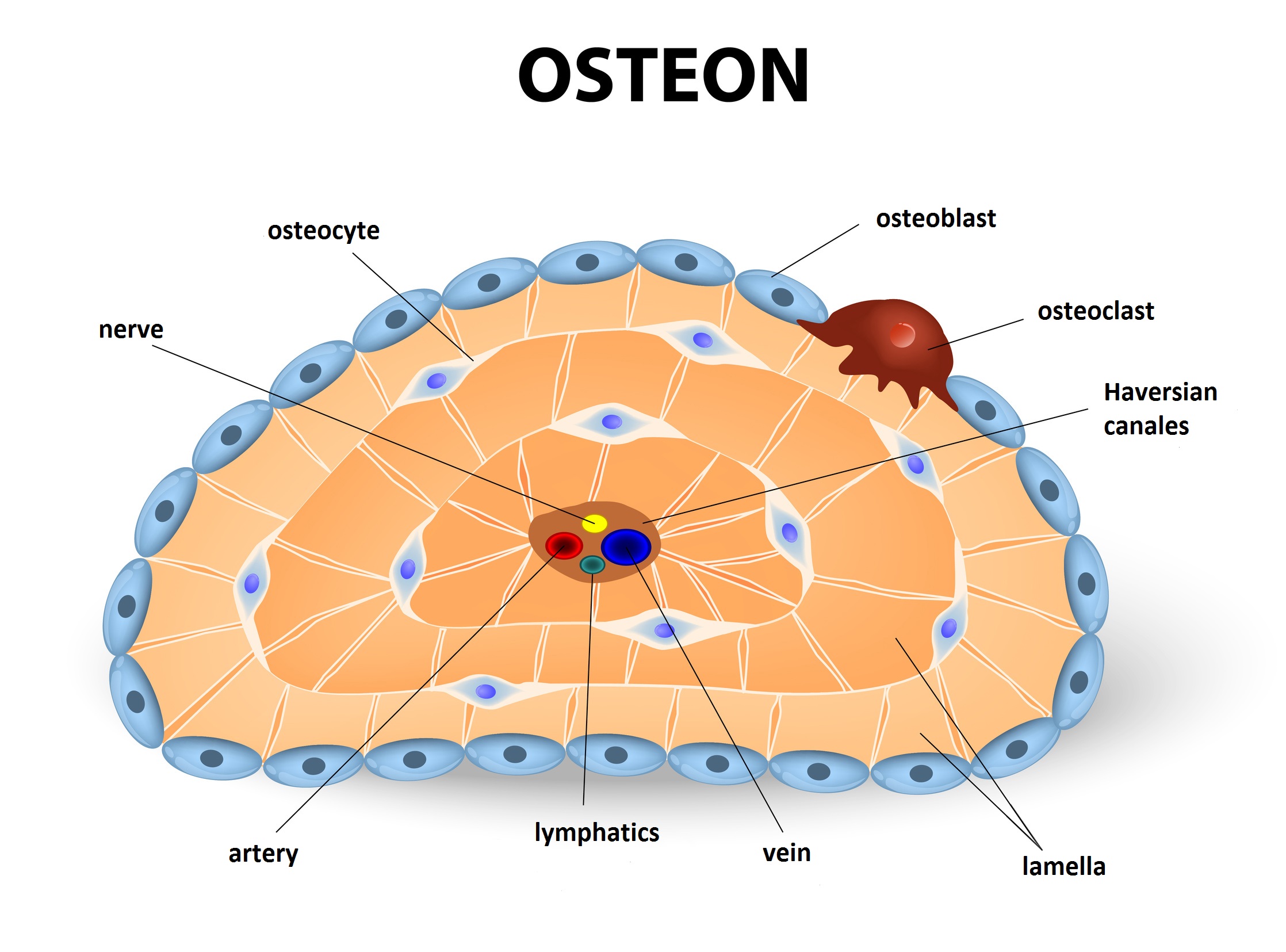 osteon diagram
