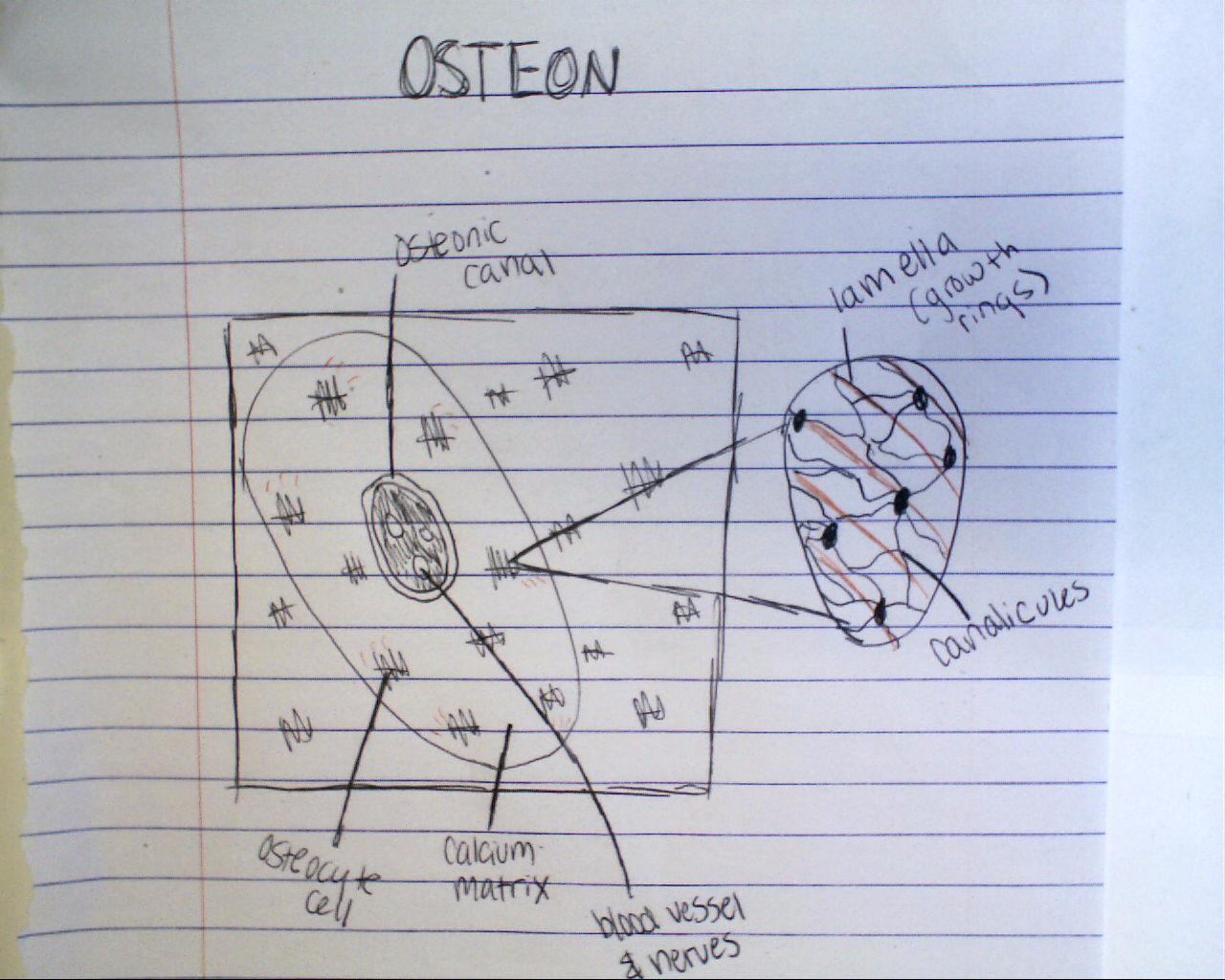 osteon diagram