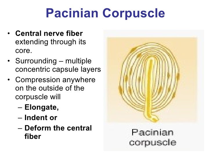 pacinian corpuscle diagram