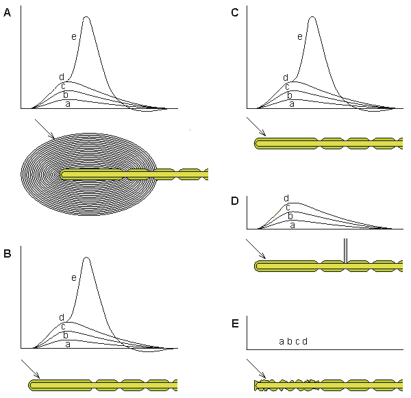pacinian corpuscle diagram