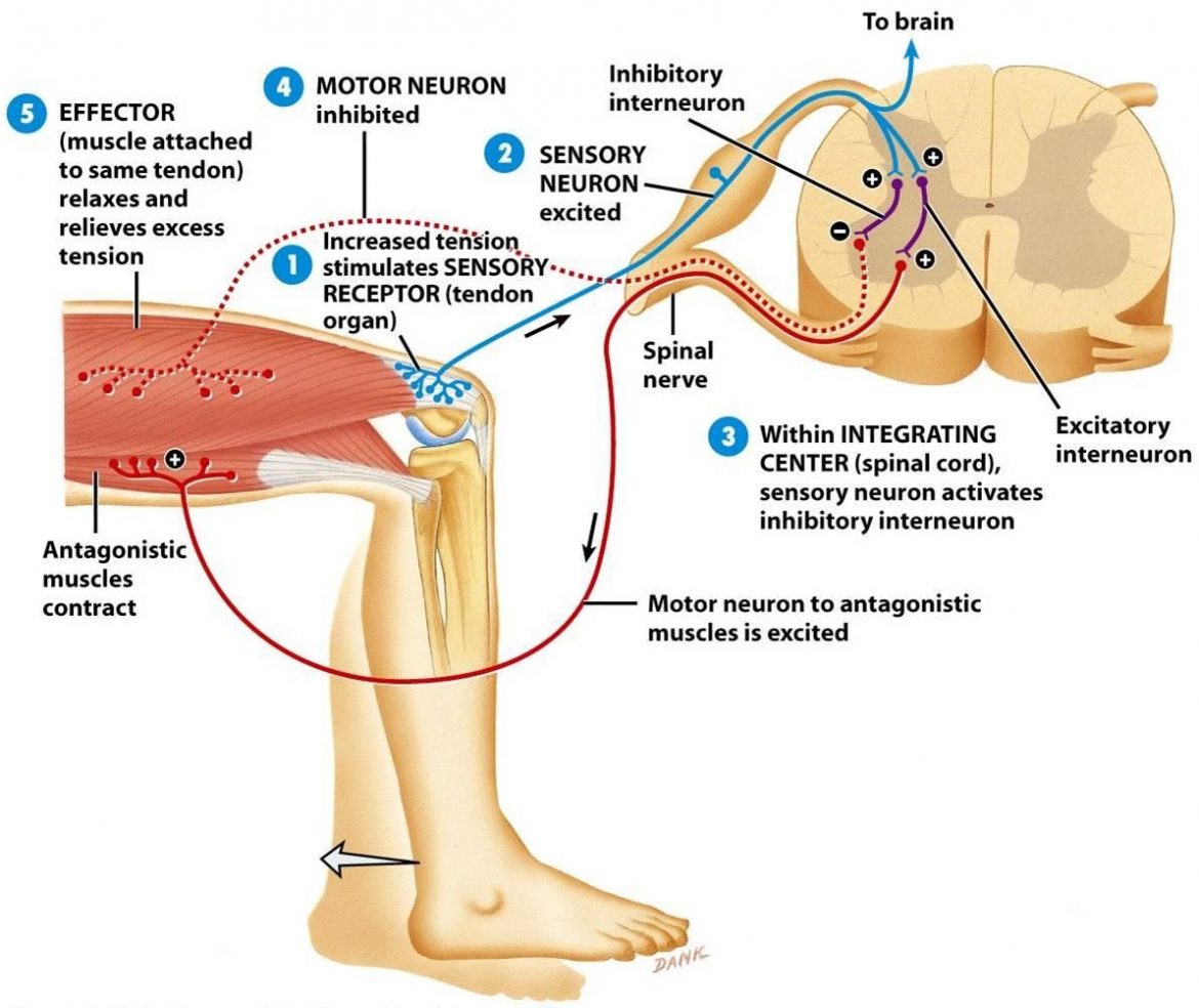 patellar reflex arc diagram