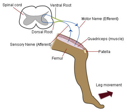 patellar reflex diagram