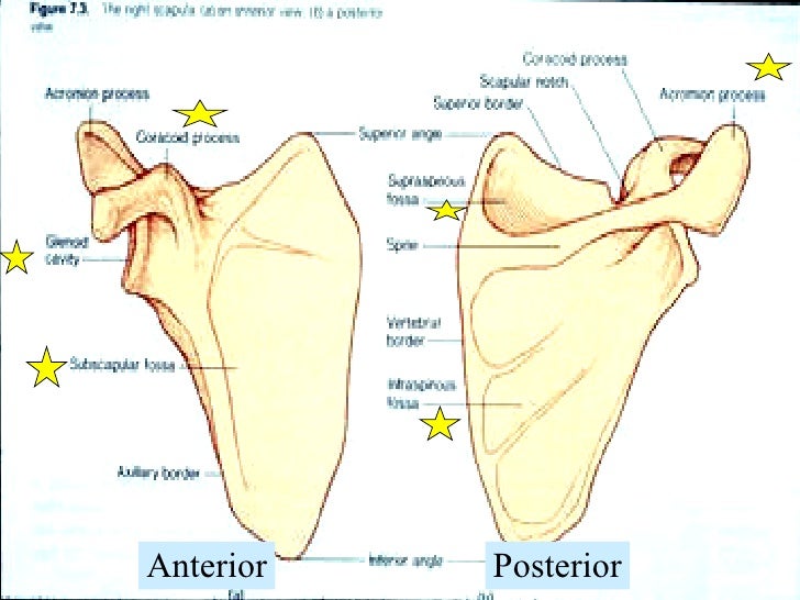 pectoral girdle blank diagram