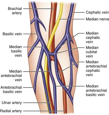 phlebotomy veins diagrams