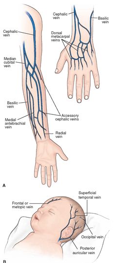 phlebotomy veins diagrams