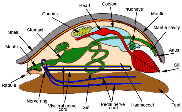 phylum mollusca diagram