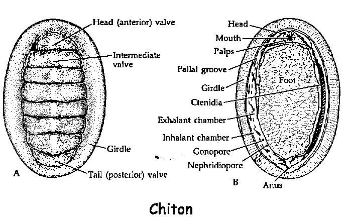phylum mollusca diagram