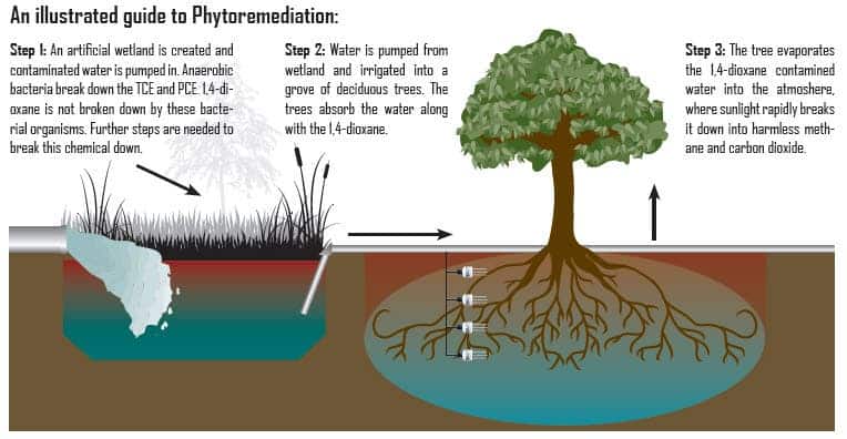 phytoremediation diagram