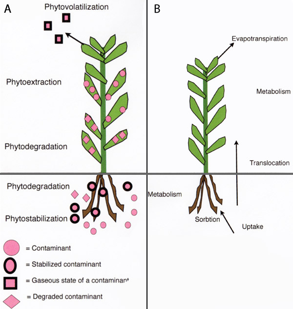 phytoremediation diagram