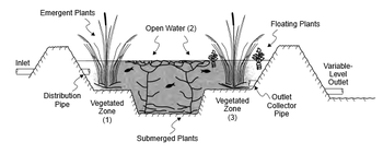 phytoremediation diagram