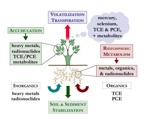 phytoremediation diagram