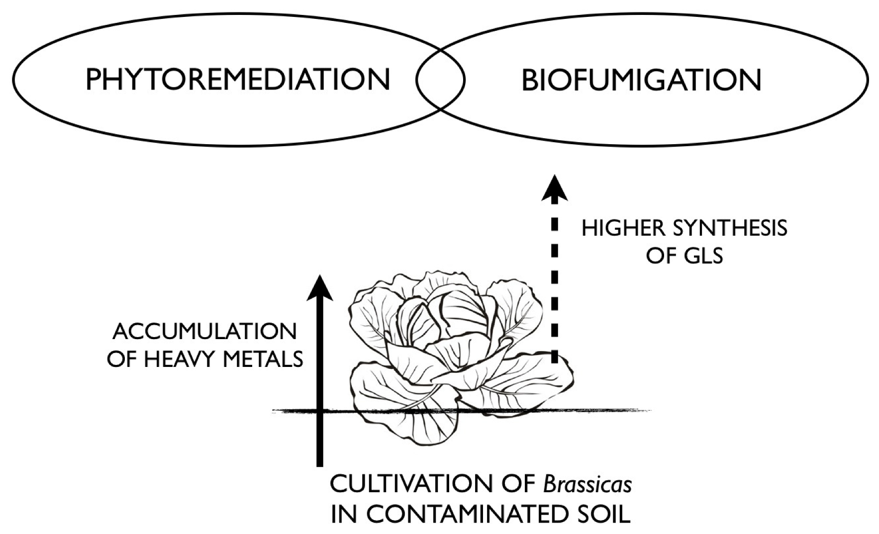 phytoremediation diagram