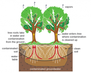 phytoremediation diagram