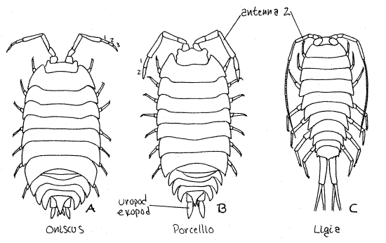 pillbug diagram