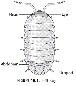 pillbug diagram