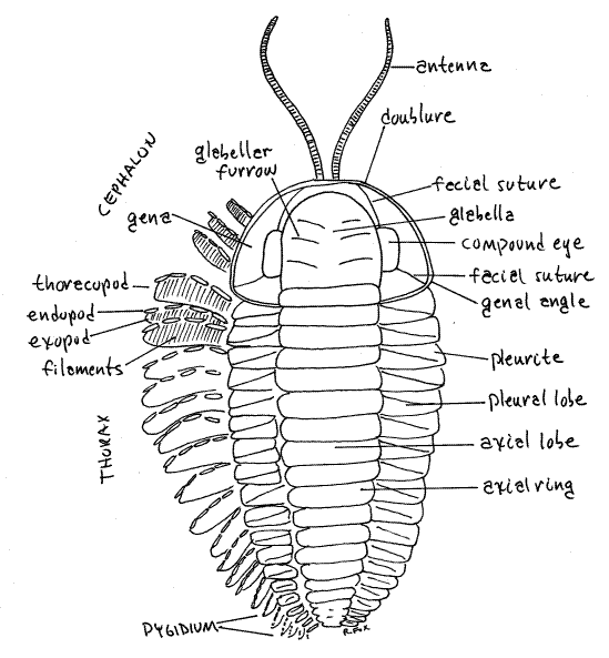 pillbug diagram