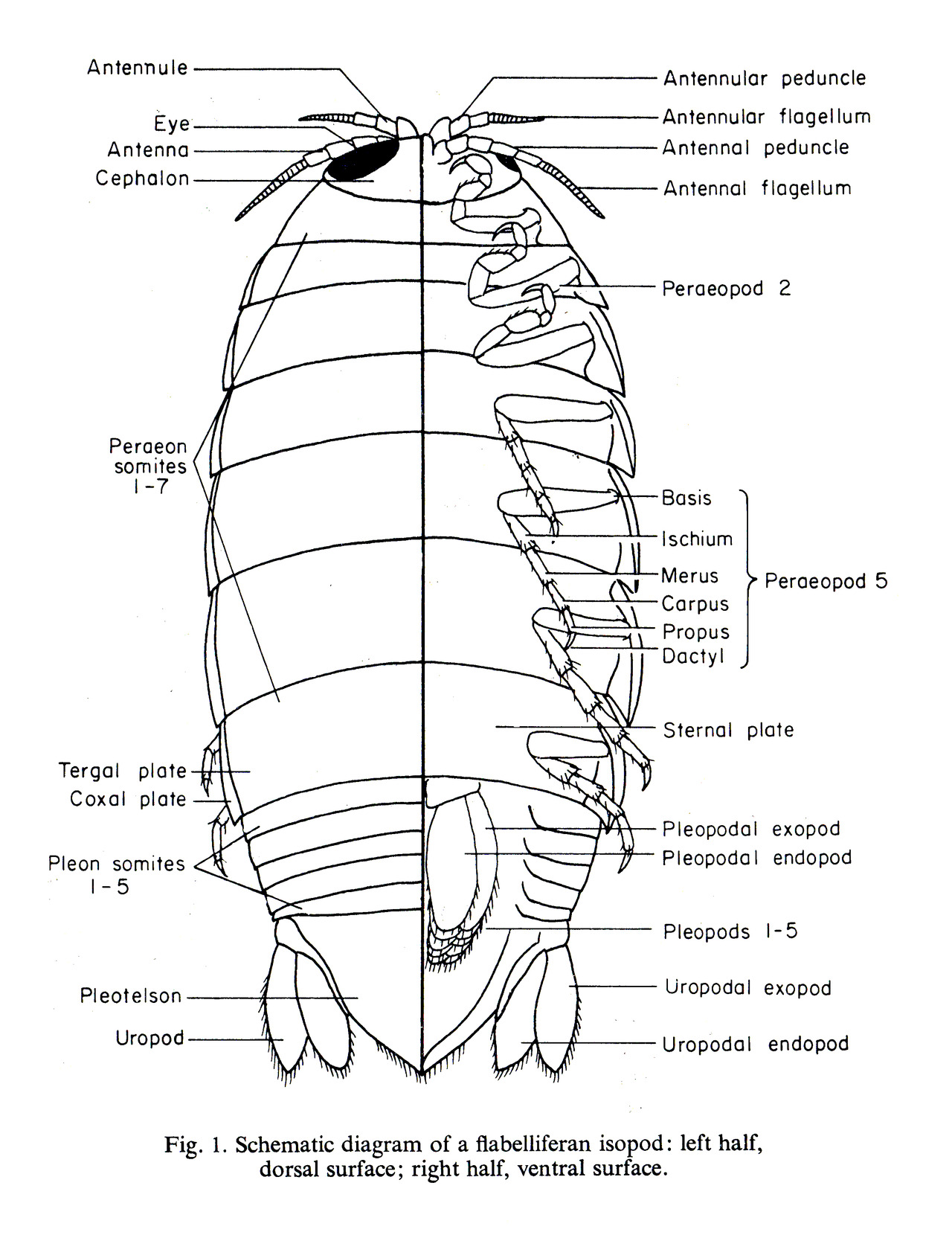 pillbug diagram