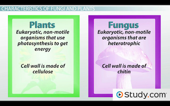 plants vs fungi vs animals venn diagram