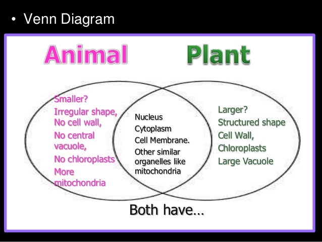 plants vs fungi vs animals venn diagram