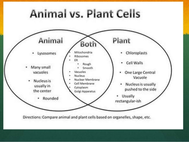 Plants Vs Fungi Vs Animals Venn Diagram - Wiring Diagram Pictures