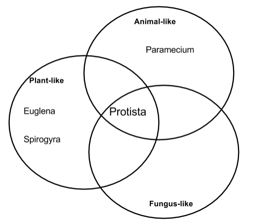 [DIAGRAM] Bacteria Vs Protists Venn Diagram - MYDIAGRAM.ONLINE