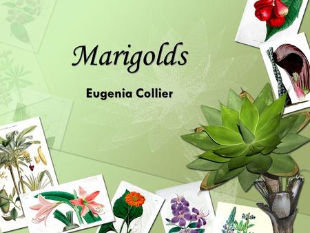 plot diagram for marigolds by eugenia collier