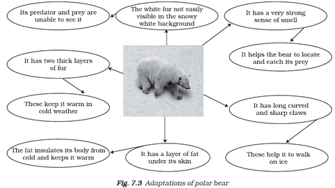 polar bear water distiller wiring diagram