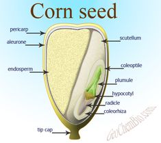 popcorn kernel diagram