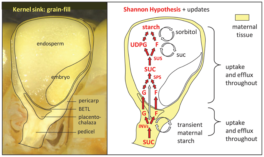 popcorn kernel diagram