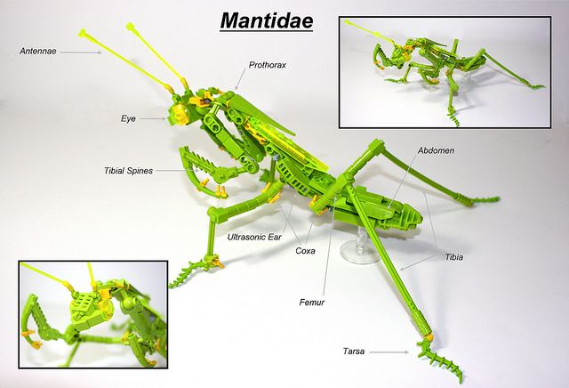 praying mantis anatomy diagram