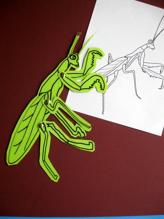 praying mantis anatomy diagram