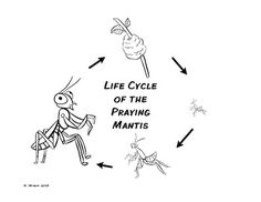 praying mantis life cycle diagram