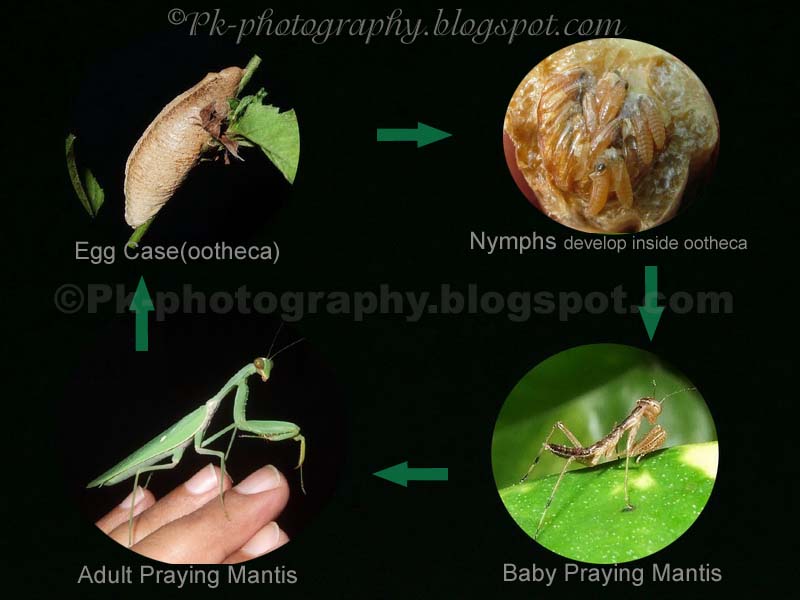 Praying Mantis Life Cycle Diagram