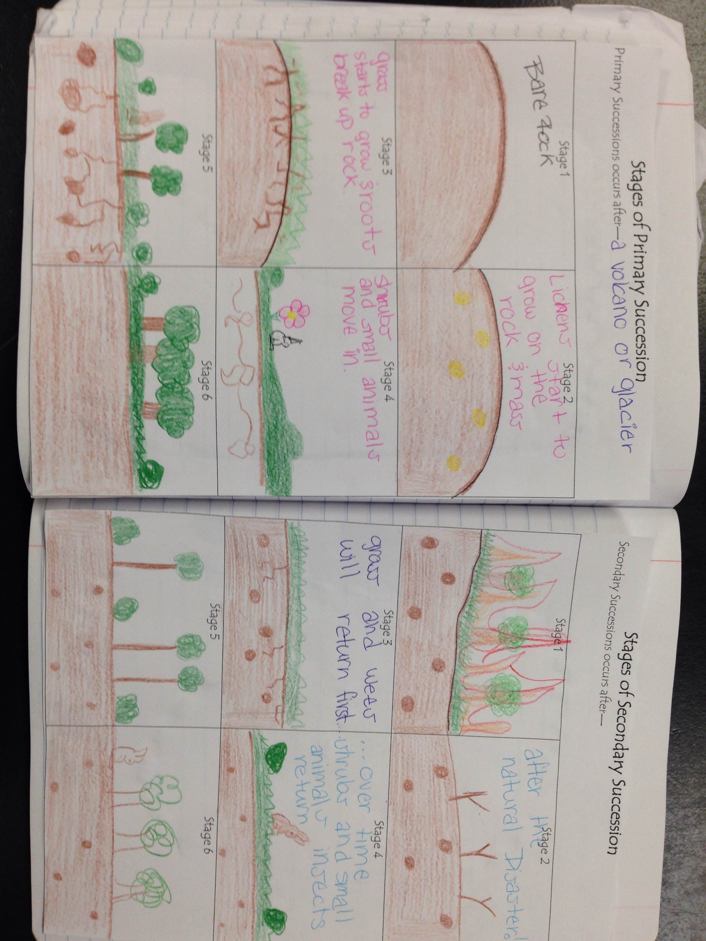 primary and secondary succession venn diagram