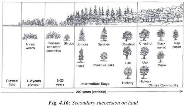 primary succession vs secondary succession venn diagram