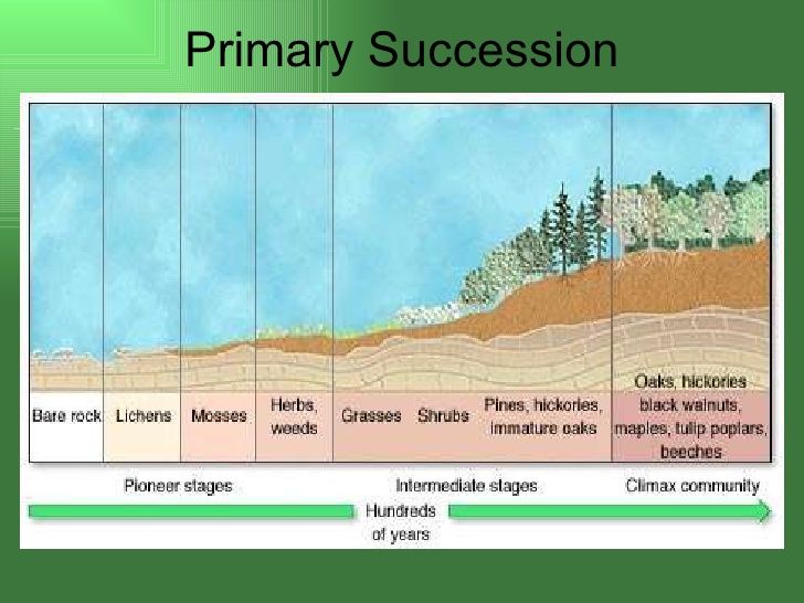 primary succession vs secondary succession venn diagram